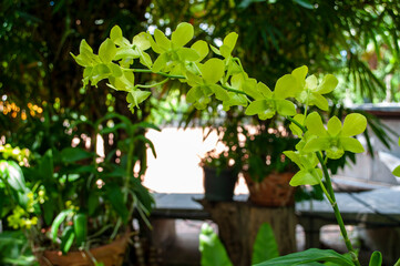 Fototapeta na wymiar Beautiful green orchid flowers on a blurred background
