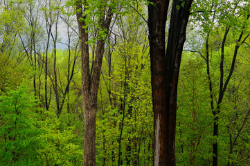 April showers in a fresh green forest in Spring Toronto Canada
