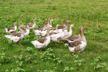 Herd of domestic geese grazes in a green meadow on a summer day