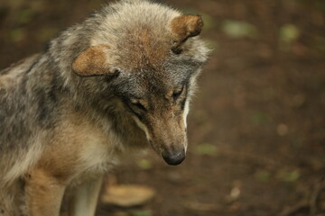 Eurasian Grey Wolf in forest
