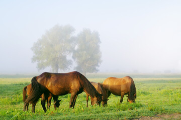 Naklejka na ściany i meble Horses and foals graze on a green meadow in the early morning on a summer day. Grazing domestic horses