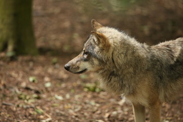 Naklejka na ściany i meble Eurasian Grey Wolf in forest