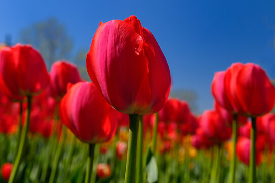 Close up of red Gordon Cooper Dutch Tulips at Ottawa Tulip Festival with blue sky