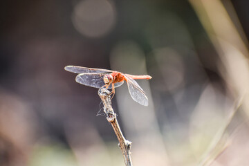 Red Color Dragonfly  seating on single stick at low density forest with blur background. Macro picture of dragonflies are mounting in nature background.

