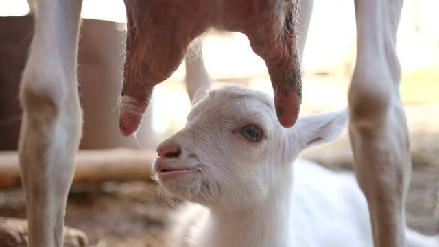Little white kid sucks milk from his mother.