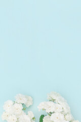 Sprigs of roses white on blue background, copy space. Minimal style flat lay. For greeting card, invitation. March 8, February 14, birthday, Valentine's, Mother's, Women's day concept.