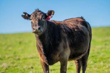 Cattle grazing on pasture