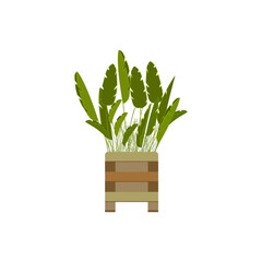 Plant in pot isolated on the white background, vector illustration.