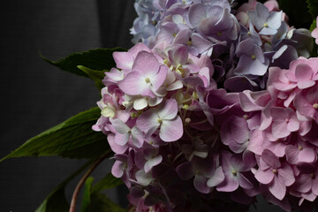 hydrangea on the dark background