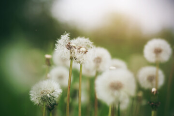 White fluffy dandelions on long stems bloom on a green meadow in the summer. Field flowers.