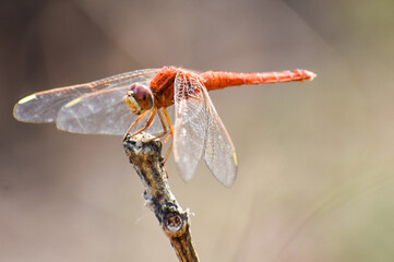 Red Color Dragonfly  seating on single stick at low density forest with blur background. Macro picture of dragonflies are mounting in nature background.

