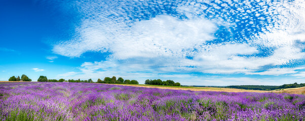 Beautiful lavender field against blue cloudy sky - panorama