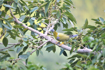 Yellow-footed green pigeon perched in a tree