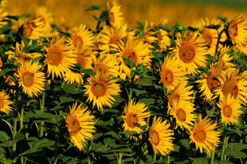 sonnenblumen