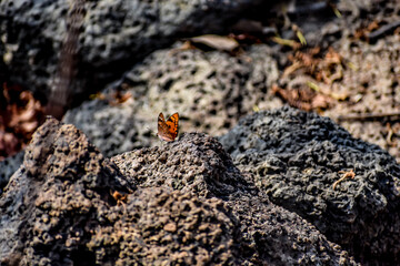 Single butterflie seat on rural forest ground with stone & dry leaf close view looking good. Butterflies are beautiful, flying insects with large scaly wings.
Butterfly on a flower in a field.