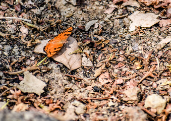 Single butterflie seat on rural forest ground with stone & dry leaf close view looking good. Butterflies are beautiful, flying insects with large scaly wings. Butterfly on a flower in a field. © Maayyaank555