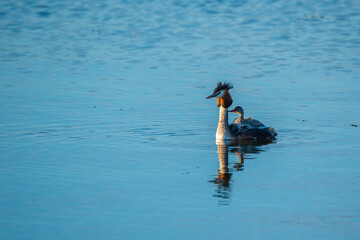 A family of Chomga ducks is swimming along the river. Photographed close-up.