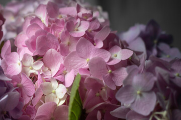 hydrangea on the dark background
