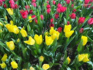 Red and yellow tulips field.