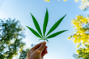 Cannabis leaf against the sky. Hand holding a marijuana leaf on a background of blue sky. Background of the theme of legalization and medical hemp in the world. Green cannabis on marijuana field farm
