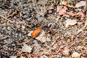 Single butterflie seat on rural forest ground with stone & dry leaf close view looking good. Butterflies are beautiful, flying insects with large scaly wings.
Butterfly on a flower in a field.