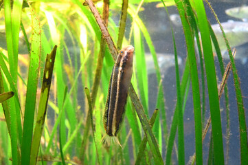 水中の水草の間を泳ぐニジギンポの姿