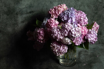 pink and blue hydrangea on the dark background