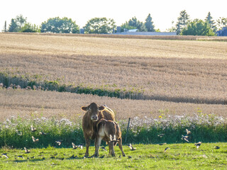 Kühe auf der Weide und ein Schwarm Spatzen