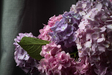 pink and blue hydrangea on the dark background