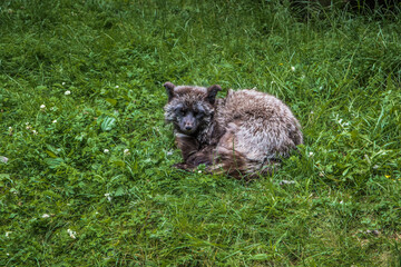 Silberfuchs auf der Wiese