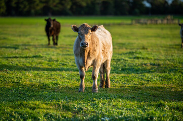Cattle grazing on pasture