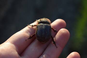 Female European rhinoceros beetle (Oryctes nasicornis) held in hand
