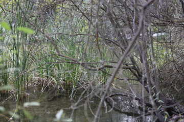 El Pardo, Rio Manzanares