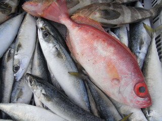 different  kinds of sea animals for sell at fish market