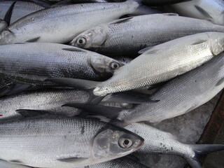 different  kinds of sea animals are selling in the fish market in Penghu. bright and fresh seafood for  sell