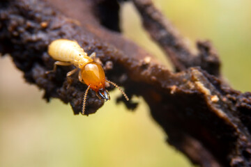  the small termite on decaying timber. The termite on the ground is searching for food to feed the larvae in the cavity.
