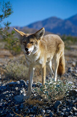 un coyote dans la vallée de la mort en Californie aux Etats Unis