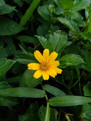 yellow flower in the garden