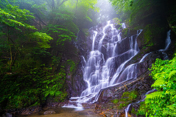 "Shiraito fall" waterfall in the forest