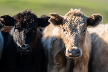 Cows eating in a meadow. 