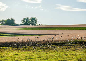 Ein Schwarm Spatzen fliegt übers Feld
