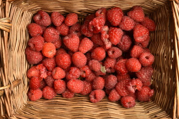 Juicy organic raspberries in a wicker basket, close-up.