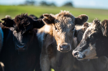 Cows eating in a meadow. 