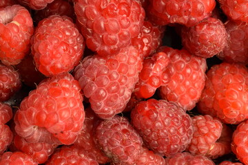 Juicy organic red raspberries, close-up.