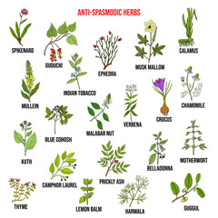 Best antispasmodic herbs collection - obrazy, fototapety, plakaty