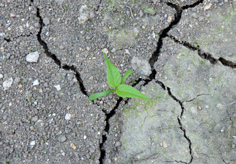 Obraz premium green plant growing on the ground