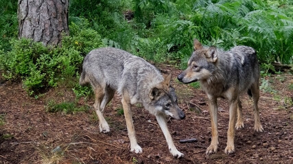 Obraz premium Wolfs playing