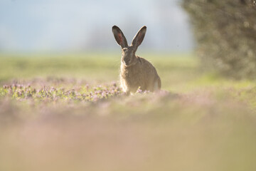Hase
