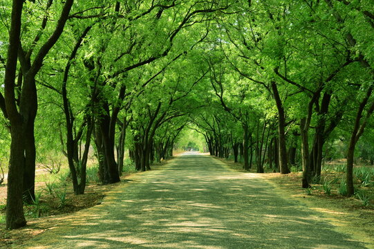 Road to Oasis...