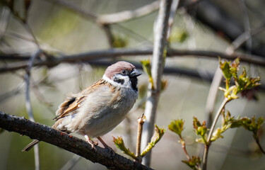 Spatz